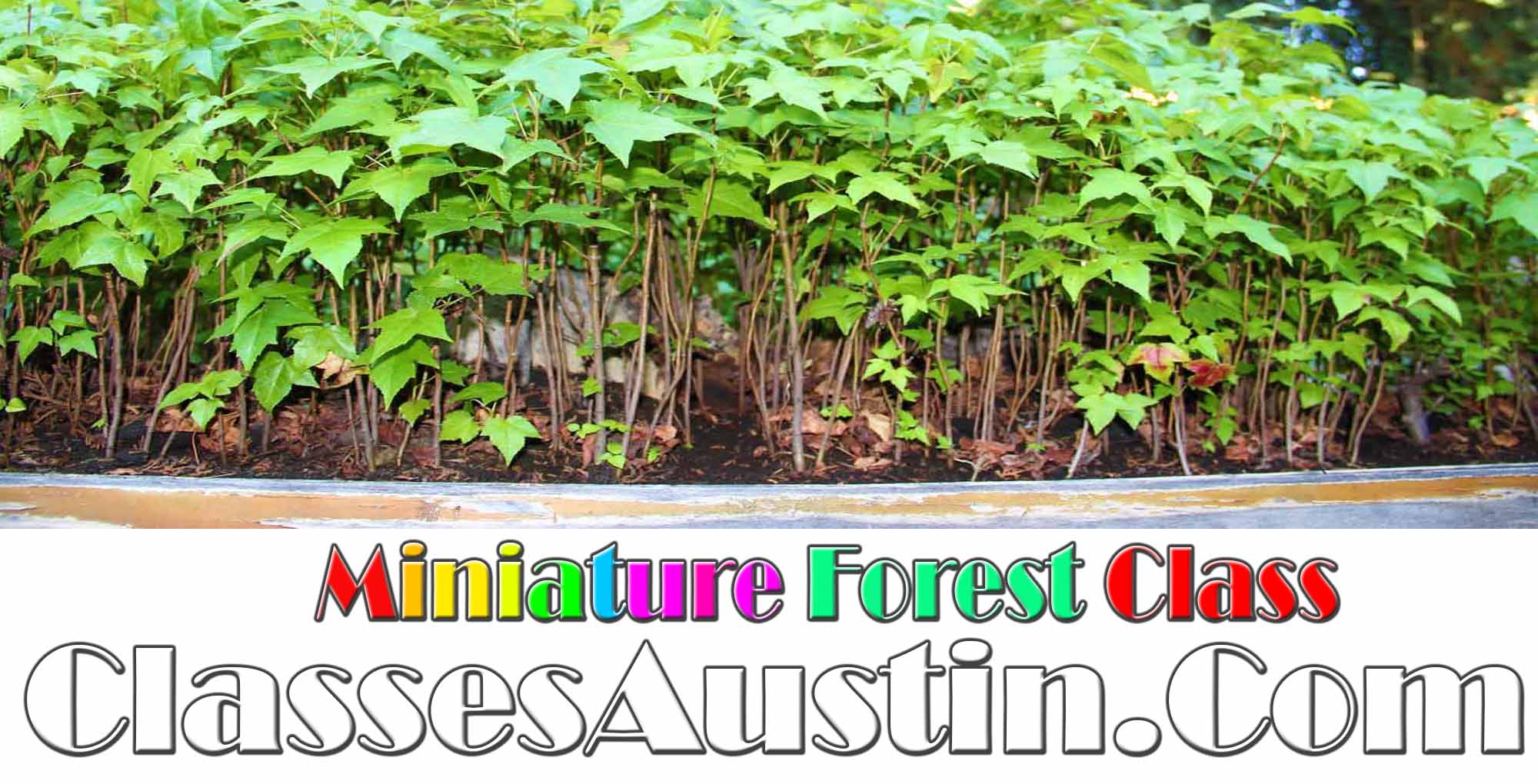 Austin Texas Art Classes Art